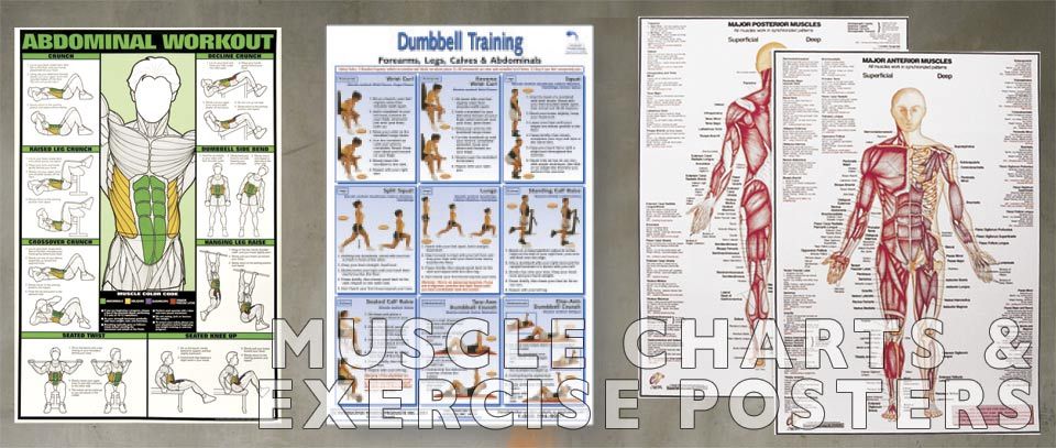 All Workout Exercises Chart