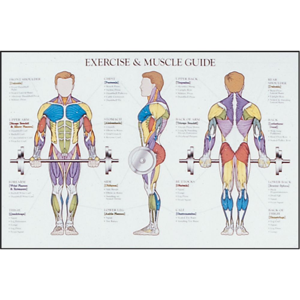 Muscle Exercise Exercise Muscle Chart